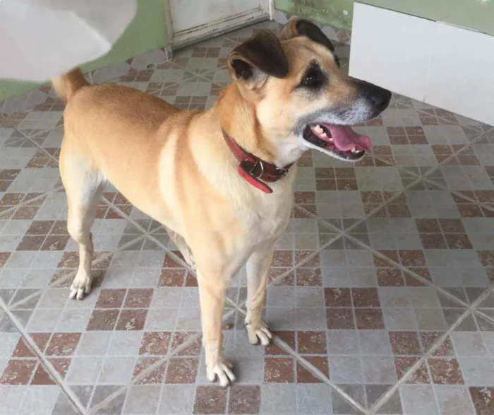 Cachorro ra a Vira lata idade 5 anos nome Bob