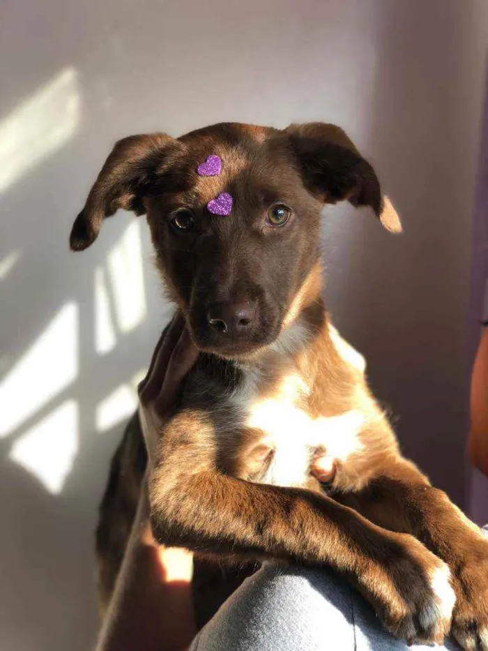 Cachorro raça Srd idade 2 a 6 meses nome Cacau