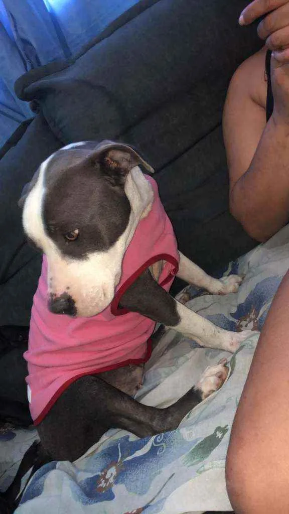 Cachorro ra a Pitbull idade 7 a 11 meses nome Maila