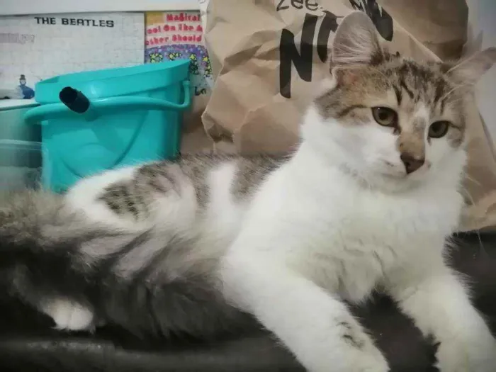 Gato ra a SRD idade 2 a 6 meses nome .........