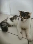 .........