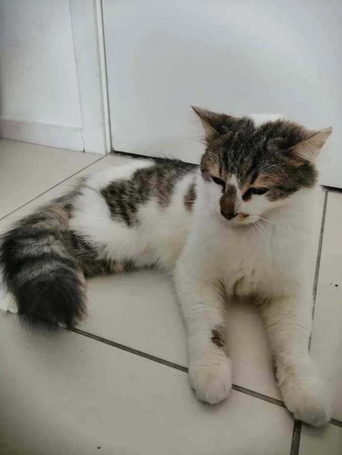 Gato ra a SRD idade 2 a 6 meses nome .........