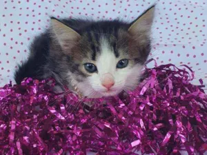 Gato raça SRD idade Abaixo de 2 meses nome LIZ