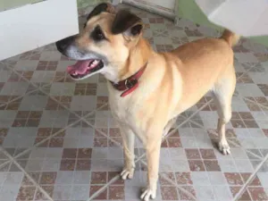 Cachorro raça Vira lata idade 5 anos nome Bob