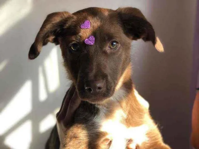 Cachorro raça Srd idade 2 a 6 meses nome Cacau