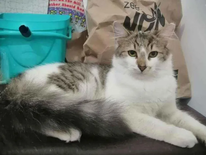 Gato ra a SRD idade 2 a 6 meses nome .........