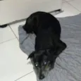 Léo 