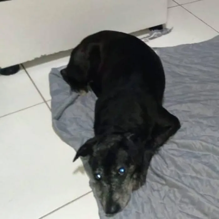 Cachorro ra a SRD-ViraLata idade  nome Léo 