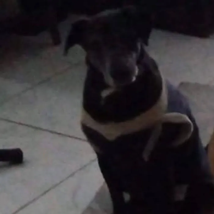 Cachorro ra a SRD-ViraLata idade  nome Léo 