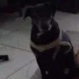 Léo