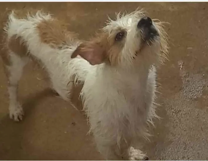Cachorro ra a Paulistinha com shitsu idade 1 ano nome Lupe