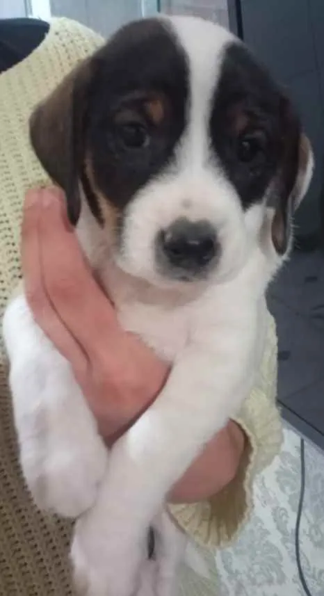 Cachorro raça Sem raça definida idade Abaixo de 2 meses nome Nina e Lindinha