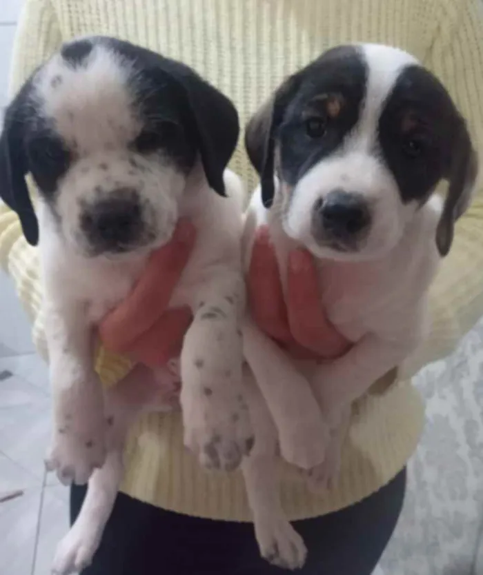 Cachorro raça Sem raça definida idade Abaixo de 2 meses nome Nina e Lindinha