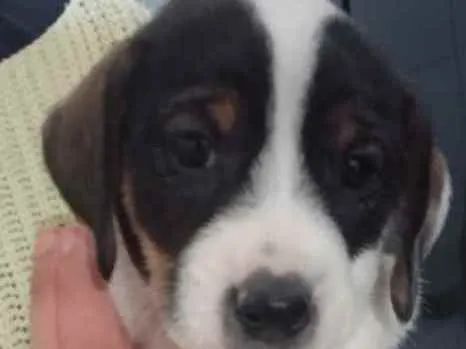 Cachorro raça Sem raça definida idade Abaixo de 2 meses nome Nina e Lindinha