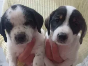 Cachorro raça Sem raça definida idade Abaixo de 2 meses nome Nina e Lindinha