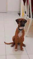 Feijão