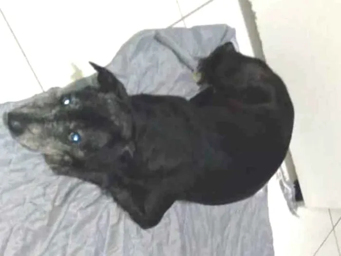 Cachorro ra a SRD-ViraLata idade  nome Léo 