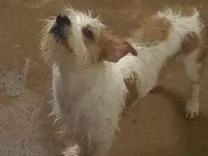 Cachorro raça Paulistinha com shitsu idade 1 ano nome Lupe