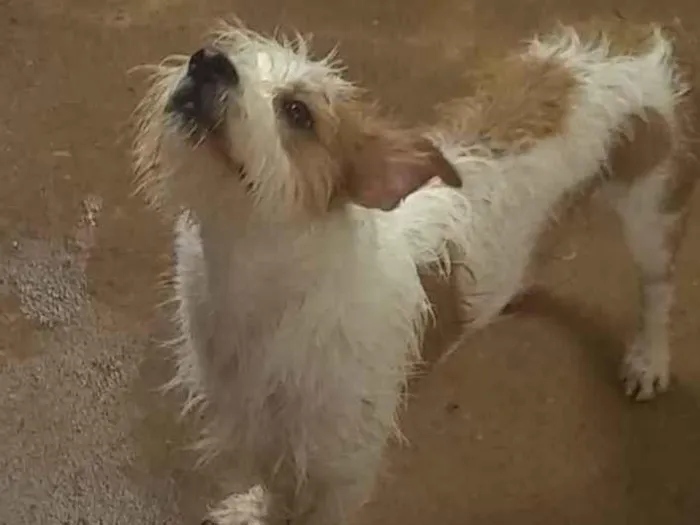 Cachorro ra a Paulistinha com shitsu idade 1 ano nome Lupe