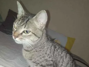 Gato raça S.R.D idade 2 a 6 meses nome Esfinge