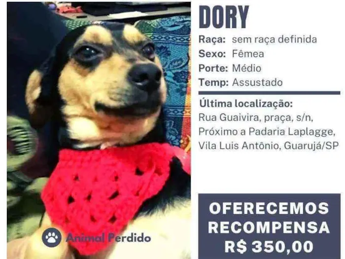 Cachorro ra a Sem raça definida idade 2 anos nome Dory