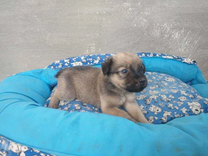 Cachorro ra a SRD idade 2 a 6 meses nome Bolinha
