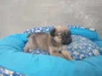 Bolinha
