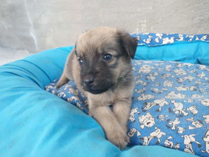 Cachorro ra a SRD idade 2 a 6 meses nome Bolinha
