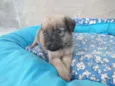Bolinha