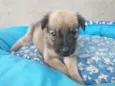 Bolinha
