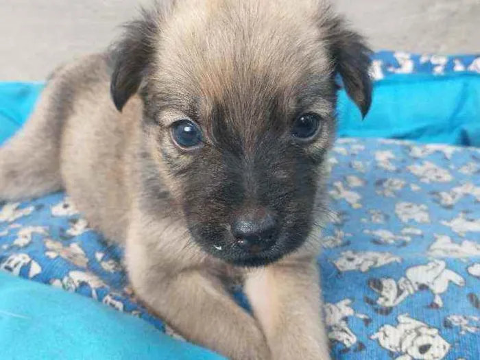 Cachorro ra a SRD idade 2 a 6 meses nome Bolinha