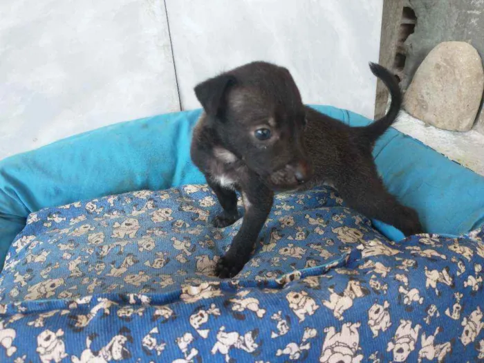 Cachorro ra a SRD idade 2 a 6 meses nome Sansão