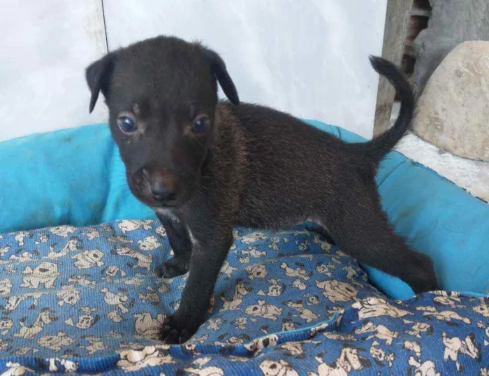 Cachorro ra a SRD idade 2 a 6 meses nome Sansão