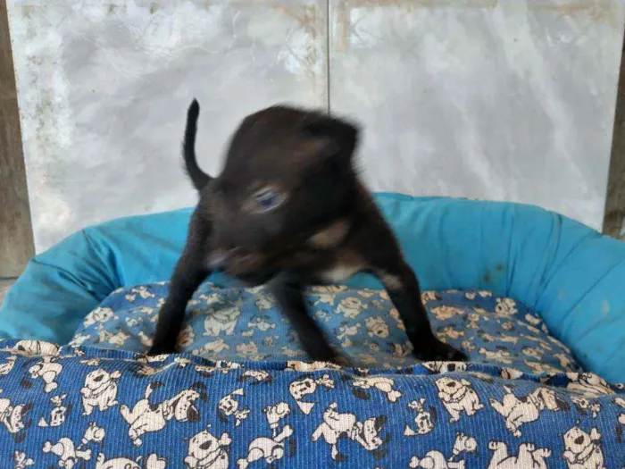 Cachorro ra a SRD idade 2 a 6 meses nome Sansão