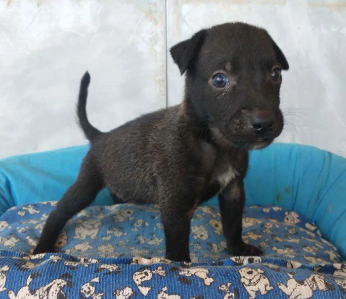 Cachorro ra a SRD idade 2 a 6 meses nome Sansão