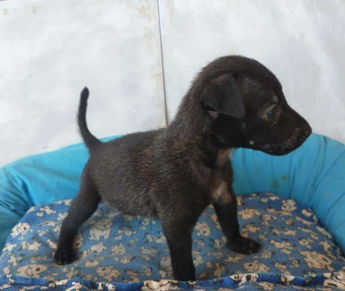 Cachorro ra a SRD idade 2 a 6 meses nome Sansão