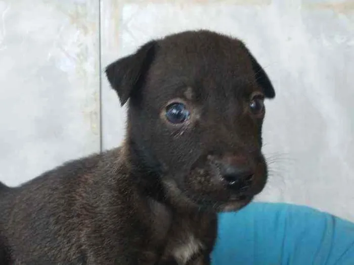 Cachorro ra a SRD idade 2 a 6 meses nome Sansão