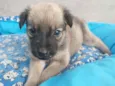 Bolinha