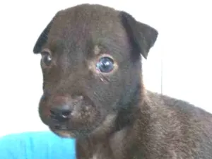 Cachorro raça SRD idade 2 a 6 meses nome Sansão