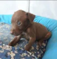 Nala