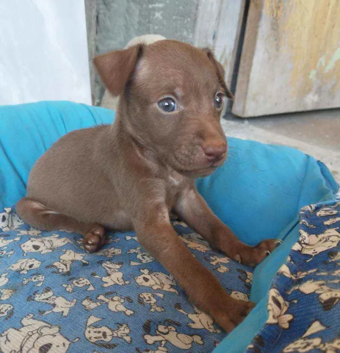 Cachorro ra a SRD idade 2 a 6 meses nome Nala