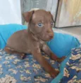 Nala
