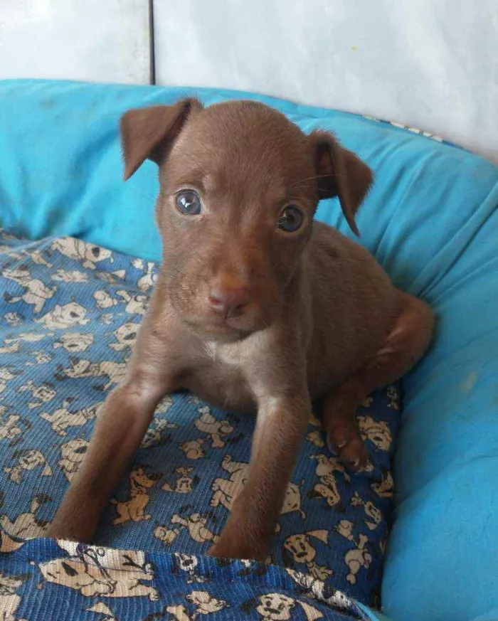 Cachorro ra a SRD idade 2 a 6 meses nome Nala