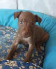 Nala