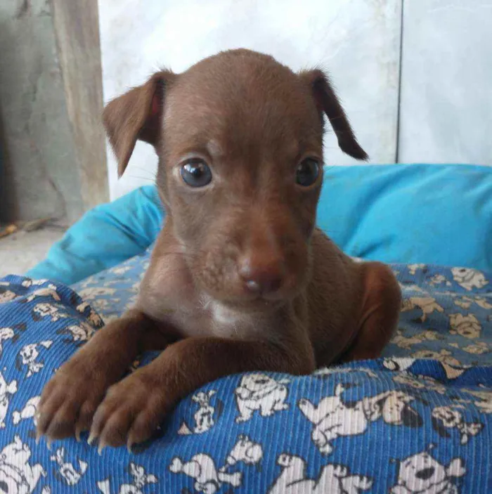 Cachorro ra a SRD idade 2 a 6 meses nome Nala