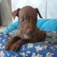 Nala