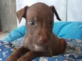 Nala