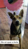 Cachorro raça pinscher belga idade 3 anos nome Billy