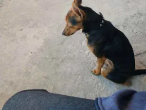 Cachorro raça pinscher belga idade 3 anos nome Billy