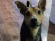 Cachorro raça pinscher belga idade 3 anos nome Billy